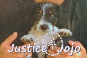 jojo, justice4jojo, drechsel, agoura hills, animal hospital